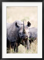 Black rhinoceros (Diceros bicornis) standing in a field, Masai Mara National Reserve, Kenya Fine Art Print