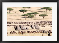 Wildebeests with African elephants (Loxodonta africana) in a field, Masai Mara National Reserve, Kenya Fine Art Print