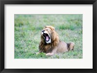Lion (Panthera leo) yawning in a field, Ngorongoro Crater, Ngorongoro, Tanzania Fine Art Print