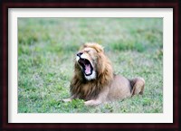 Lion (Panthera leo) yawning in a field, Ngorongoro Crater, Ngorongoro, Tanzania Fine Art Print