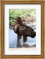 Tawny Eagle, Ndutu, Ngorongoro, Tanzania Fine Art Print