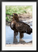 Tawny Eagle, Ndutu, Ngorongoro, Tanzania Fine Art Print