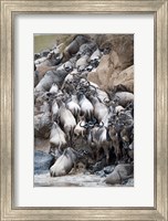 Herd of wildebeests crossing a river, Mara River, Masai Mara National Reserve, Kenya Fine Art Print