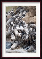 Herd of wildebeests crossing a river, Mara River, Masai Mara National Reserve, Kenya Fine Art Print