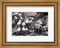 Wildebeests, Masai Mara National Reserve, Kenya Fine Art Print