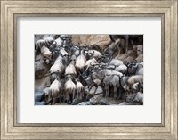 Wildebeests, Masai Mara National Reserve, Kenya Fine Art Print