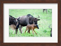 Newborn Wildebeest Calf with its Parents, Ndutu, Ngorongoro, Tanzania Fine Art Print