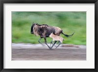 Newborn wildebeest calf running with its mother, Ndutu, Ngorongoro, Tanzania Fine Art Print