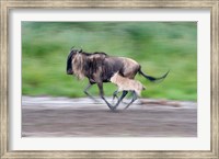 Newborn wildebeest calf running with its mother, Ndutu, Ngorongoro, Tanzania Fine Art Print