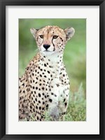 Close-up of a female cheetah (Acinonyx jubatus) in a forest, Ndutu, Ngorongoro, Tanzania Fine Art Print