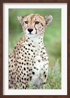 Close-up of a female cheetah (Acinonyx jubatus) in a forest, Ndutu, Ngorongoro, Tanzania Fine Art Print