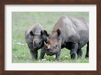 Black rhinoceros (Diceros bicornis) in a field, Ngorongoro Crater, Ngorongoro, Tanzania Fine Art Print
