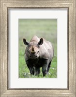 Black rhinoceros (Diceros bicornis) standing in a field, Ngorongoro Crater, Ngorongoro, Tanzania Fine Art Print