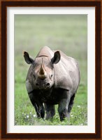 Black rhinoceros (Diceros bicornis) standing in a field, Ngorongoro Crater, Ngorongoro, Tanzania Fine Art Print