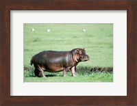 Hippopotamus (Hippopotamus amphibius) in a field, Ngorongoro Crater, Ngorongoro, Tanzania Fine Art Print