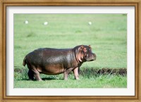 Hippopotamus (Hippopotamus amphibius) in a field, Ngorongoro Crater, Ngorongoro, Tanzania Fine Art Print