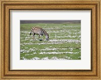 Burchell's zebra (Equus burchelli) grazing in a field, Ngorongoro Crater, Ngorongoro, Tanzania Fine Art Print