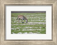 Burchell's zebra (Equus burchelli) grazing in a field, Ngorongoro Crater, Ngorongoro, Tanzania Fine Art Print