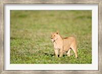 Lioness (Panthera leo) standing in a field, Ngorongoro Crater, Ngorongoro, Tanzania Fine Art Print