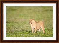 Lioness (Panthera leo) standing in a field, Ngorongoro Crater, Ngorongoro, Tanzania Fine Art Print