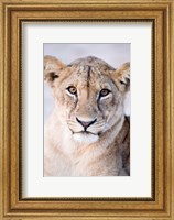 Close-up of a lioness (Panthera leo), Tarangire National Park, Tanzania Fine Art Print