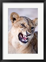 Close-up of a lioness (Panthera leo) looking angry, Tarangire National Park, Tanzania Fine Art Print