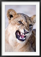 Close-up of a lioness (Panthera leo) looking angry, Tarangire National Park, Tanzania Fine Art Print