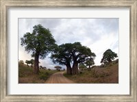 Baobab Trees (Adansonia digitata) in a forest, Tarangire National Park, Tanzania Fine Art Print