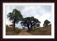 Baobab Trees (Adansonia digitata) in a forest, Tarangire National Park, Tanzania Fine Art Print