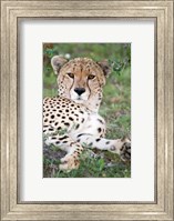 Head of a Cheetah, Ndutu, Ngorongoro, Tanzania Fine Art Print