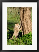 Cheetah Cub Against a Tree, Ndutu, Ngorongoro, Tanzania Fine Art Print