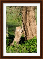 Cheetah Cub Against a Tree, Ndutu, Ngorongoro, Tanzania Fine Art Print
