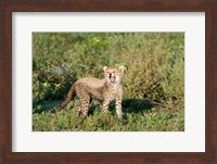 Cheetah cub (Acinonyx jubatus) yawning in a forest, Ndutu, Ngorongoro, Tanzania Fine Art Print