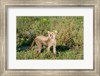 Cheetah cub (Acinonyx jubatus) yawning in a forest, Ndutu, Ngorongoro, Tanzania Fine Art Print