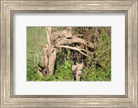 Cheetah Cubs Climbing a Tree, Ndutu, Ngorongoro, Tanzania Fine Art Print
