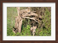 Cheetah Cubs Climbing a Tree, Ndutu, Ngorongoro, Tanzania Fine Art Print