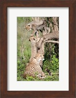 Cheetah cubs (Acinonyx jubatus) with their mother in a forest, Ndutu, Ngorongoro, Tanzania Fine Art Print