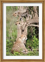 Cheetah cubs (Acinonyx jubatus) with their mother in a forest, Ndutu, Ngorongoro, Tanzania Fine Art Print