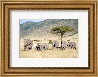 African Elephants (Loxodonta africana) in a Forest, Masai Mara National Reserve, Kenya Fine Art Print