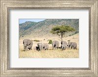 African Elephants (Loxodonta africana) in a Forest, Masai Mara National Reserve, Kenya Fine Art Print
