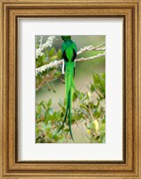 Close-up of a Resplendent Quetzal (Pharomachrus mocinno) perching on a branch, Savegre, Costa Rica Fine Art Print