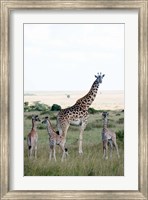 Masai giraffes (Giraffa camelopardalis tippelskirchi) and calves in a forest, Masai Mara National Reserve, Kenya Fine Art Print