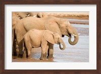 African elephants (Loxodonta africana) drinking water, Samburu National Park, Rift Valley Province, Kenya Fine Art Print