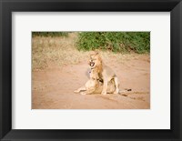 Lion pair (Panthera leo) mating in a field, Samburu National Park, Rift Valley Province, Kenya Fine Art Print