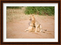 Lion pair (Panthera leo) mating in a field, Samburu National Park, Rift Valley Province, Kenya Fine Art Print