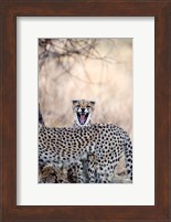 Cheetahs (Acinonyx jubatus) resting in a forest, Samburu National Park, Rift Valley Province, Kenya Fine Art Print