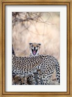 Cheetahs (Acinonyx jubatus) resting in a forest, Samburu National Park, Rift Valley Province, Kenya Fine Art Print