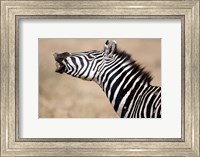 Close-up of a Burchell's zebra (Equus burchelli), Tarangire National Park, Tanzania Fine Art Print