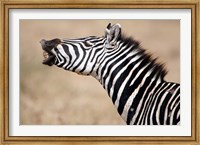 Close-up of a Burchell's zebra (Equus burchelli), Tarangire National Park, Tanzania Fine Art Print