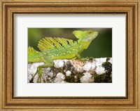Close-up of a Plumed basilisk (Basiliscus plumifrons) on a branch, Cano Negro, Costa Rica Fine Art Print